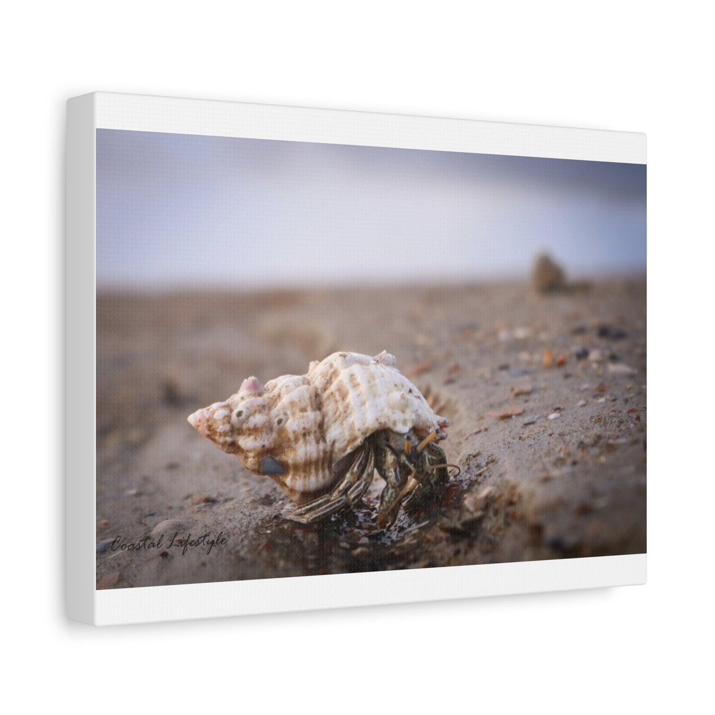Beautiful Tybee Island Hermit Crab 12 X 9