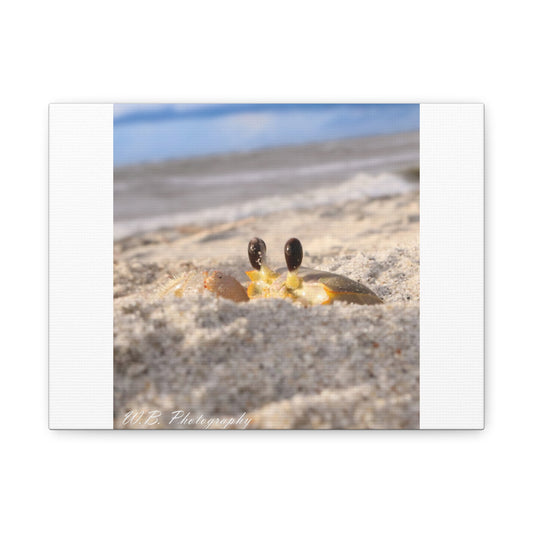 Canvas 12"X9" - Atlantic Ghost Crab Peeks from Den