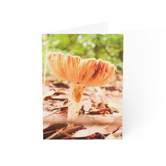 Greeting Cards -  Mushrooms