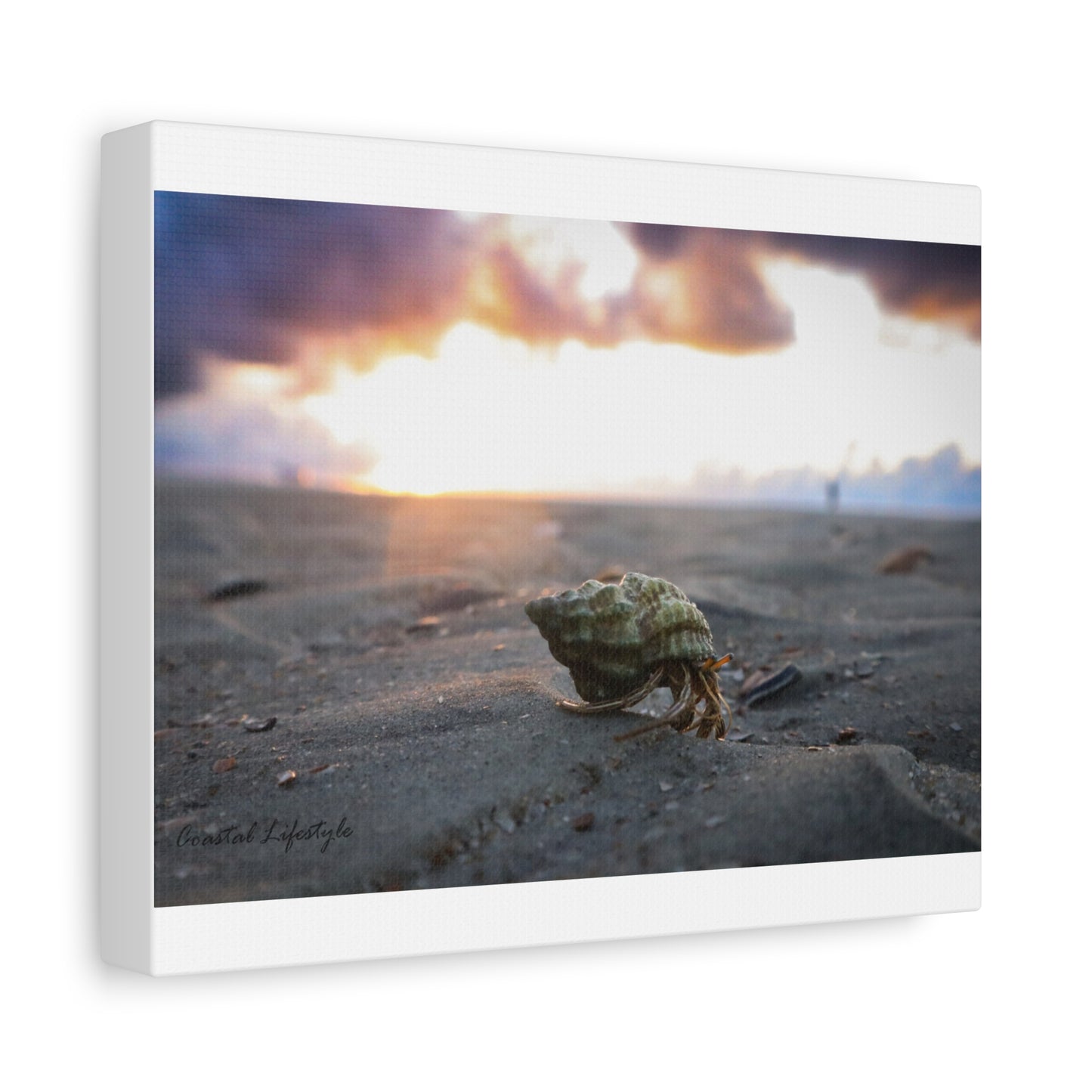 Hermit Crab! 10X8