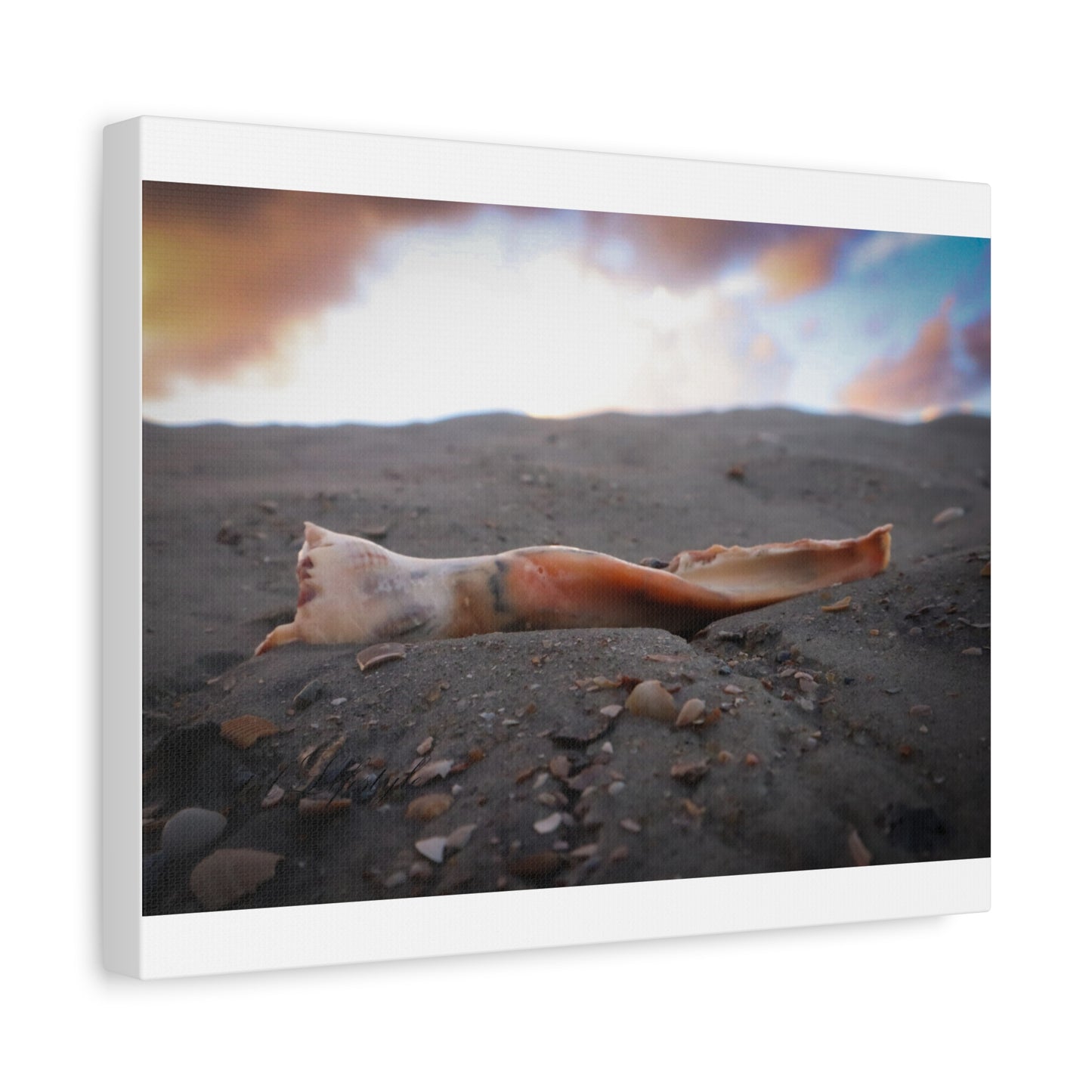 Shell, Sand, and Sunrise at Tybee Island 14 X 11