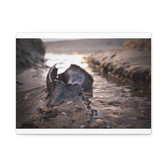Canvas Print - Beach Shells and Sand Low Tide Scene
