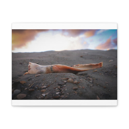 Shell, Sand, and Sunrise at Tybee Island 14 X 11