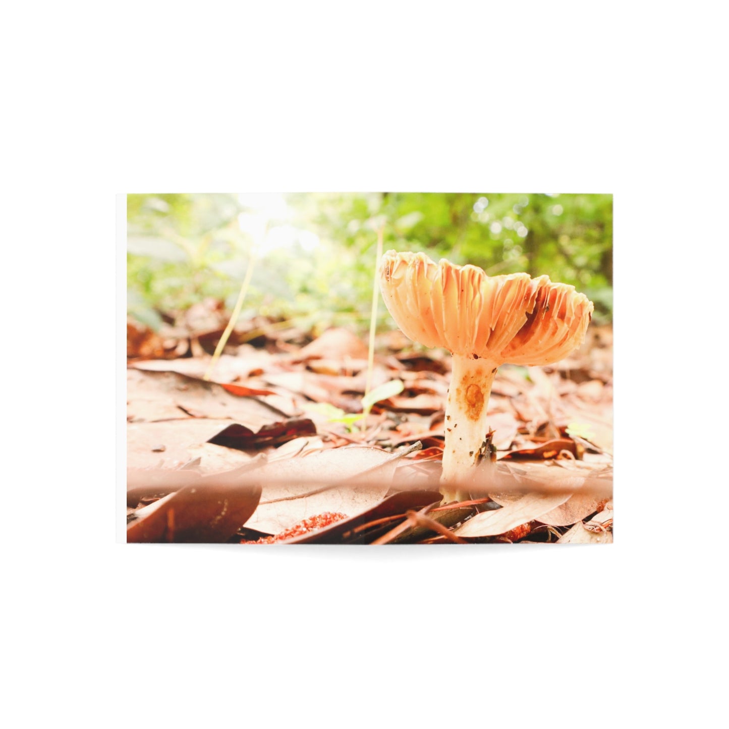 Greeting Cards -  Mushrooms