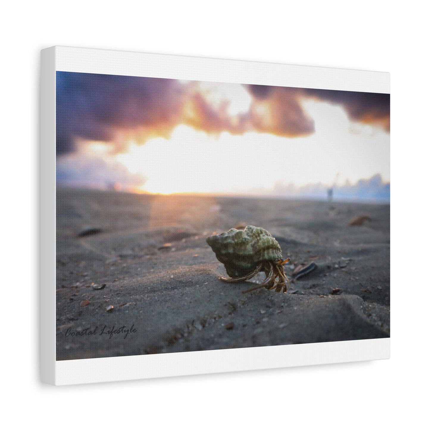 Beautiful Hermit Crab Design 14 X 11