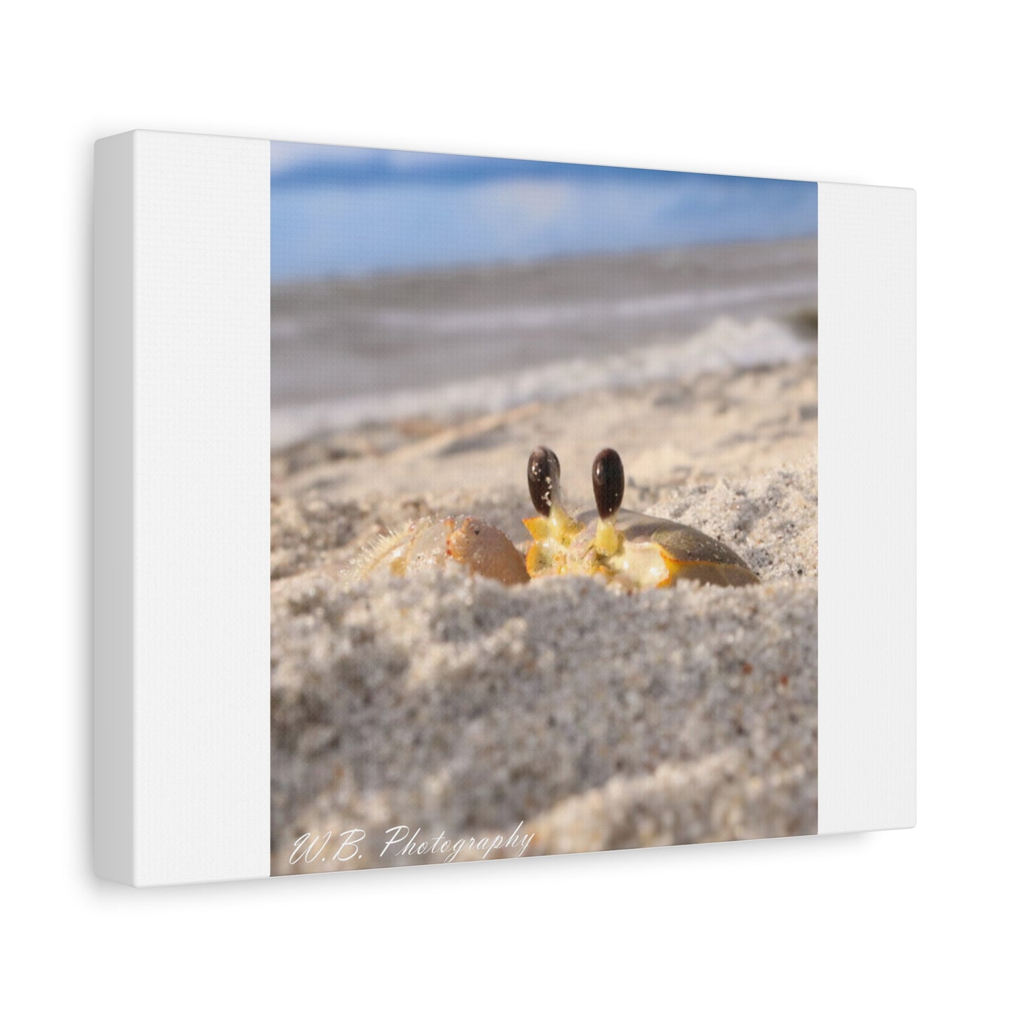 Canvas 12"X9" - Atlantic Ghost Crab Peeks from Den