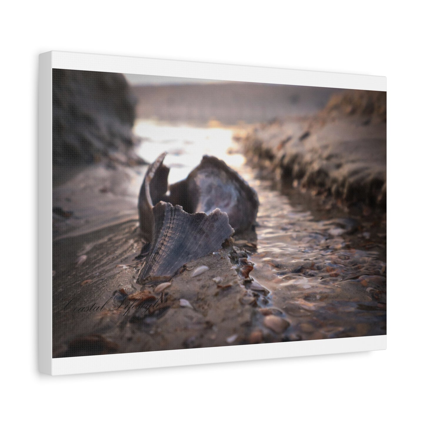 Canvas Print - Beach Shells and Sand Low Tide Scene