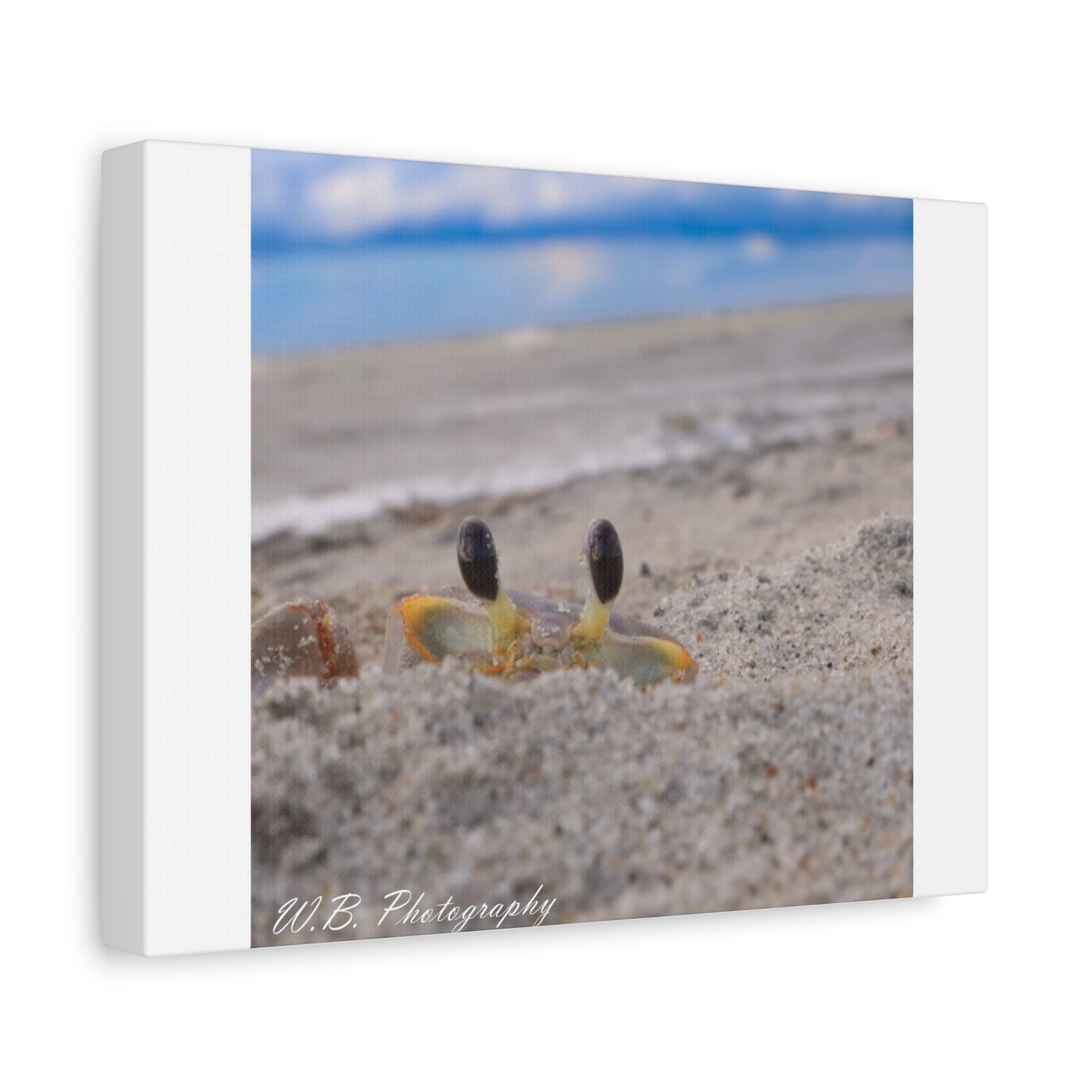 Canvas 12"X9" - Ghost Crab Peek-a-Boo
