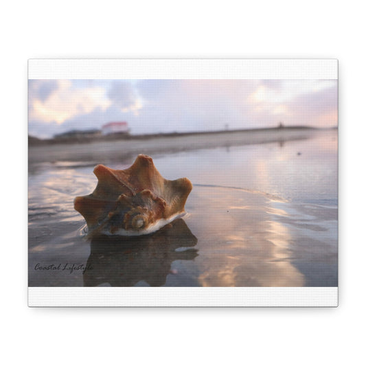 Seashells by the Sea Shore 10 X 8