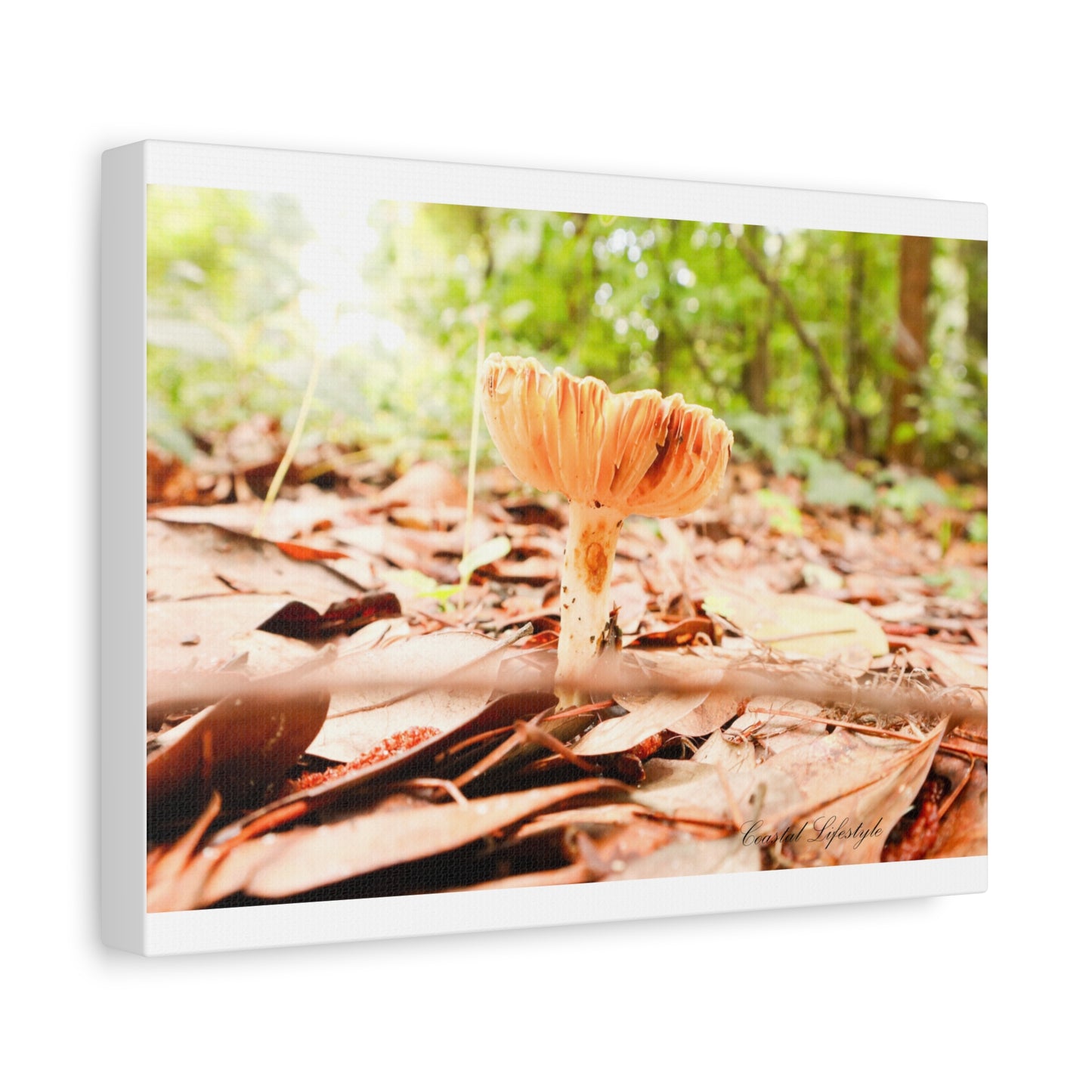 Nature-Inspired Wall Art, Canvas Print, Home Decor, Office Decor, Mushroom Photography, Gift for Nature Lovers