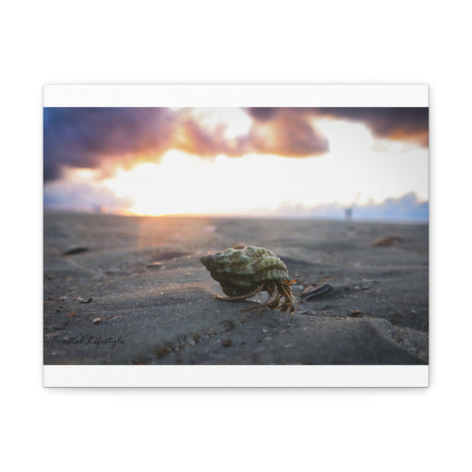 Beautiful Hermit Crab Design 14 X 11