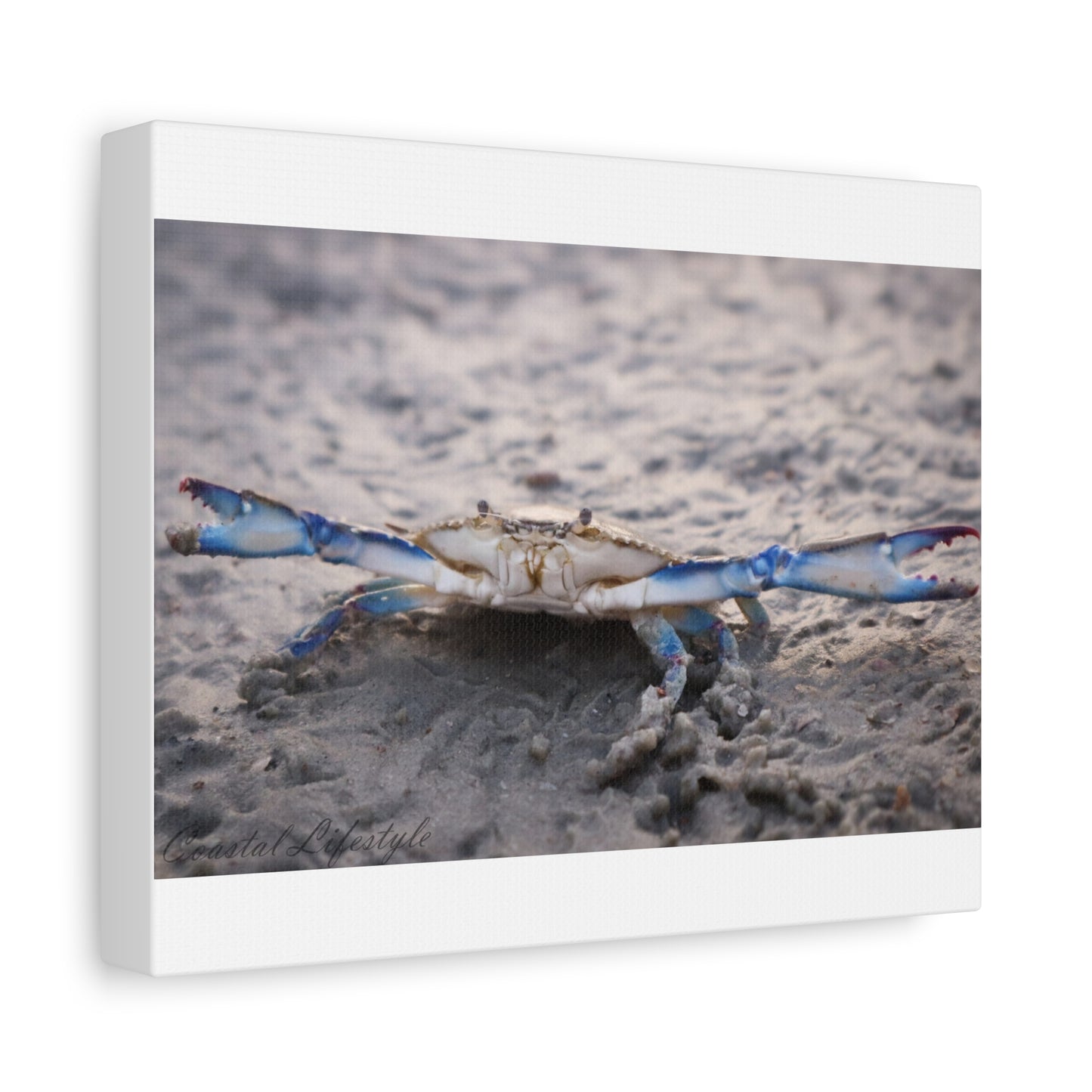 Canvas Print - Blue Crab 10" X 8"