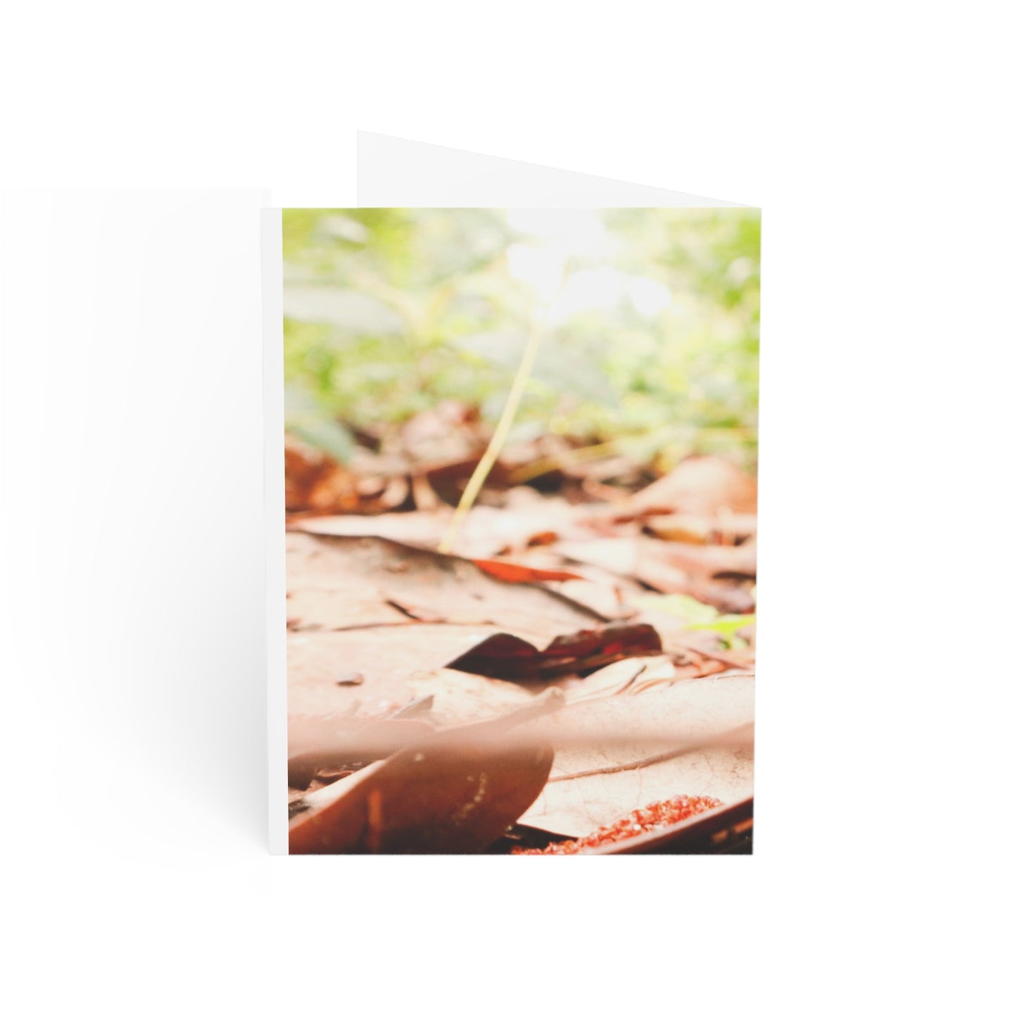 Greeting Cards -  Mushrooms