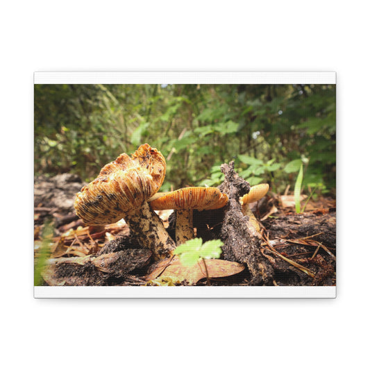 Mushroom Forest Matte Canvas Art, Nature Wall Decor, Stretched Print, Forest Vibes, Home Gift, Eco-Friendly Art, Rustic Decor