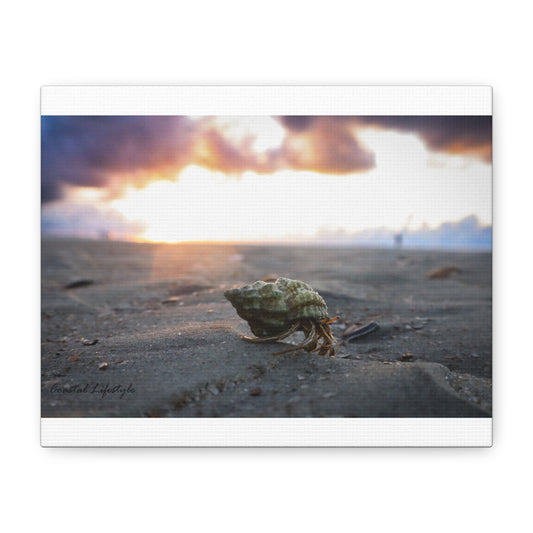 Hermit Crab! 10X8