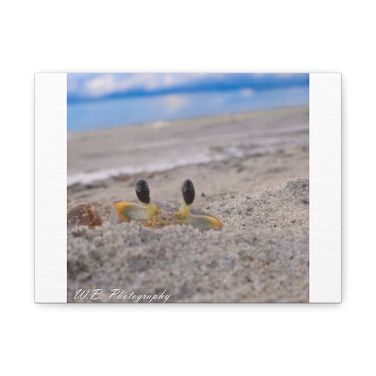 Canvas 12"X9" - Ghost Crab Peek-a-Boo