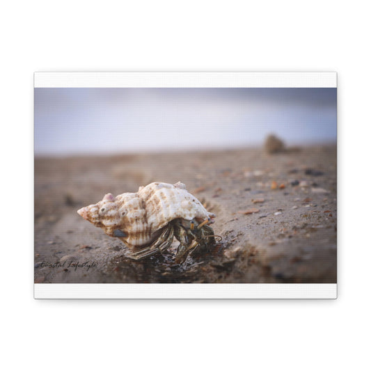 Beautiful Tybee Island Hermit Crab 12 X 9