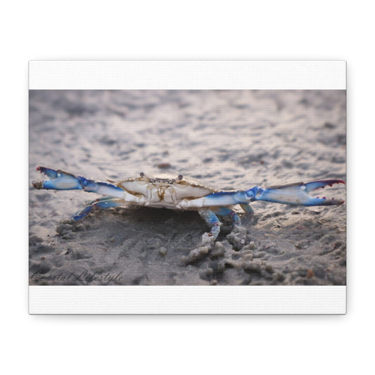 Canvas Print - Blue Crab 10" X 8"